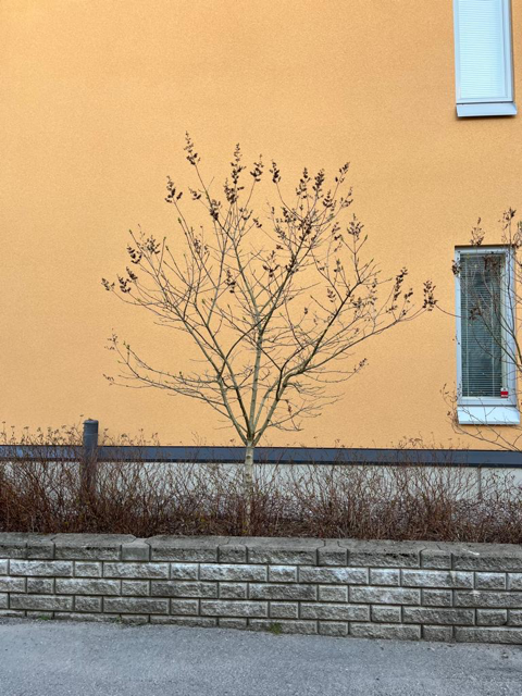 Pensaiden ja puiden hoitoleikkaukset